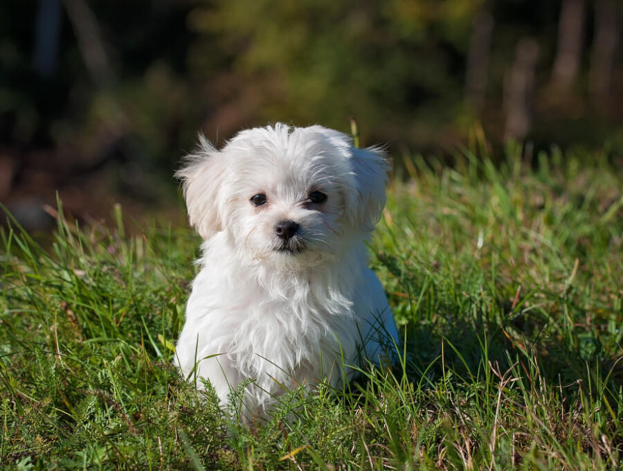 A fluffy white puppy sitting in the grass