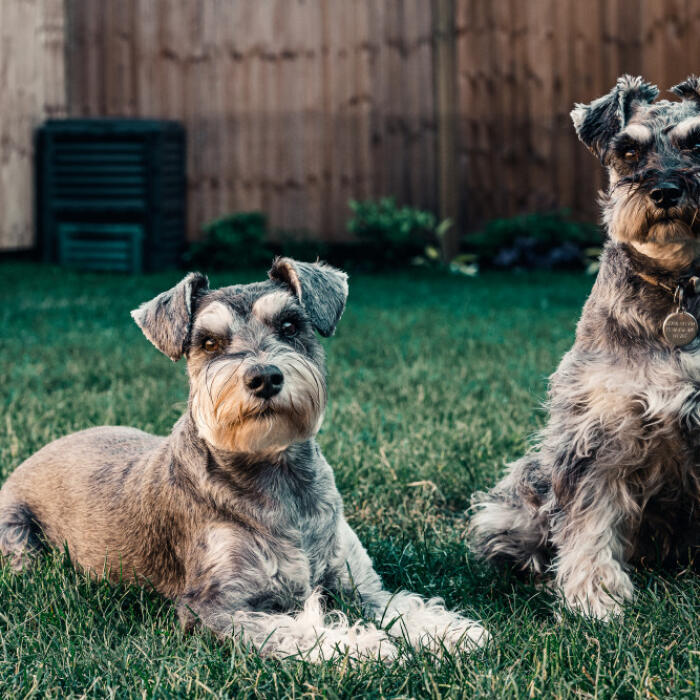 Two schnauzers sitting together in the yard