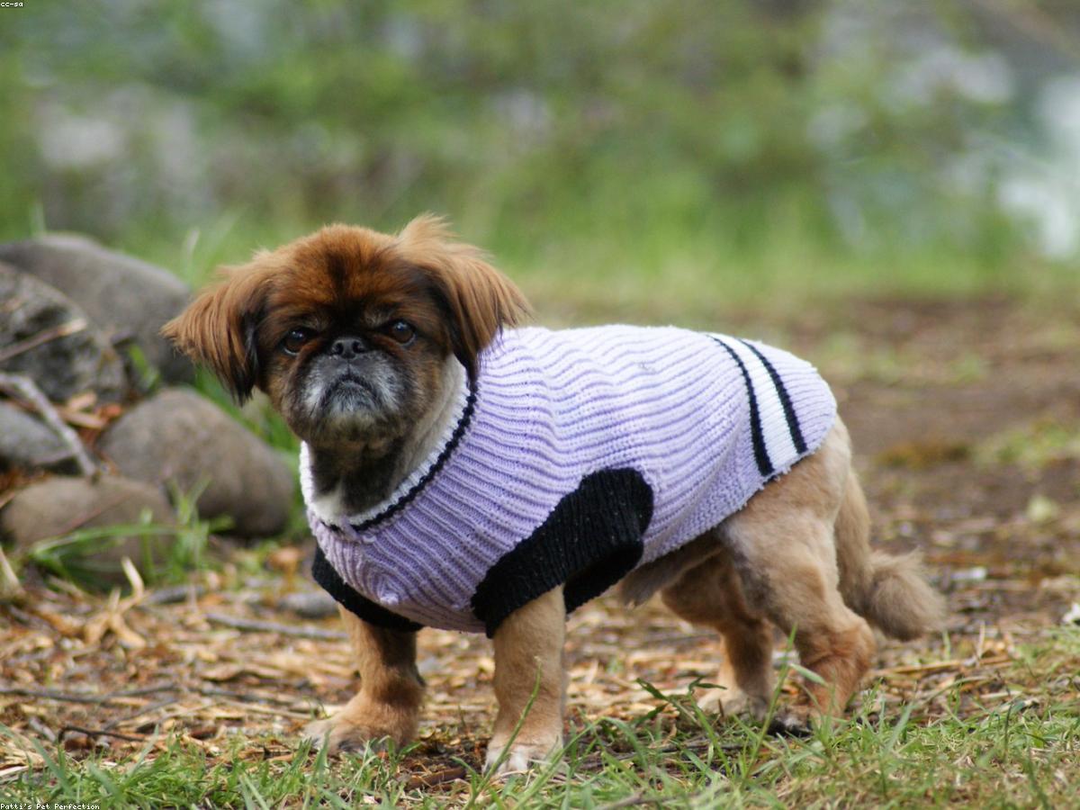 A small dog in a sweater after a grooming session