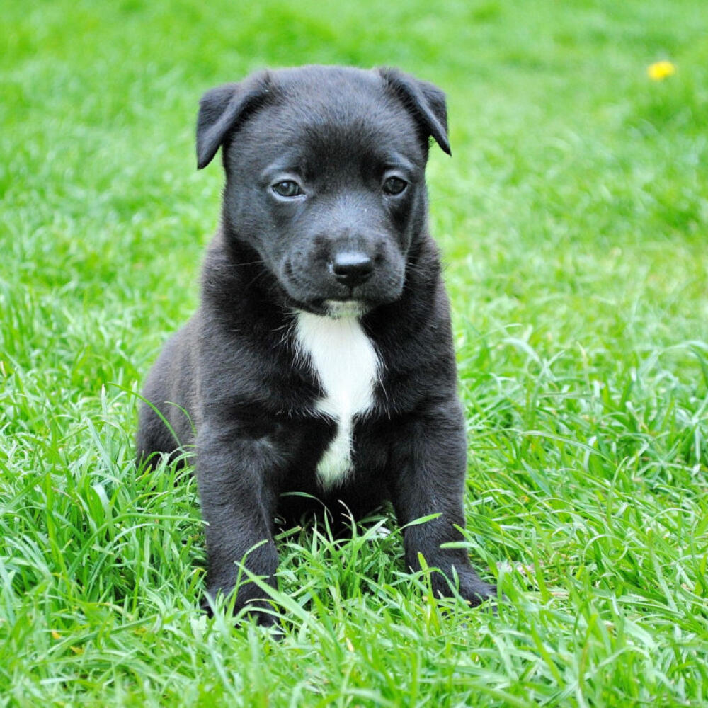 A black puppy resting in the grass on a sunny afternoon