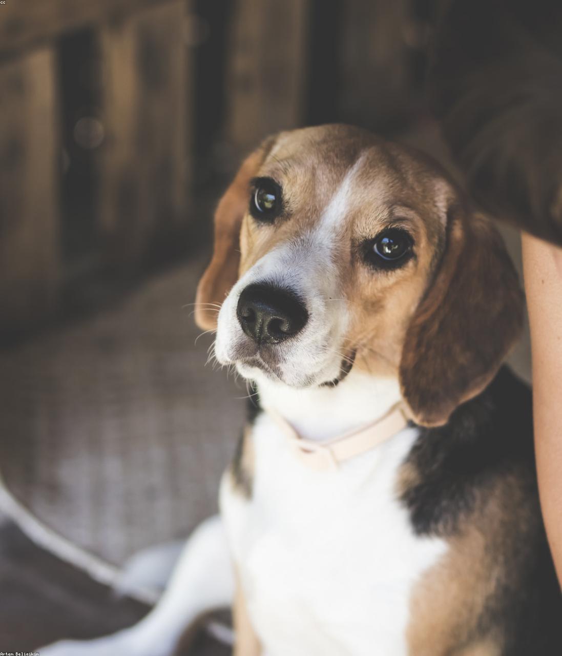 A gentle moment between a beagle and her owner
